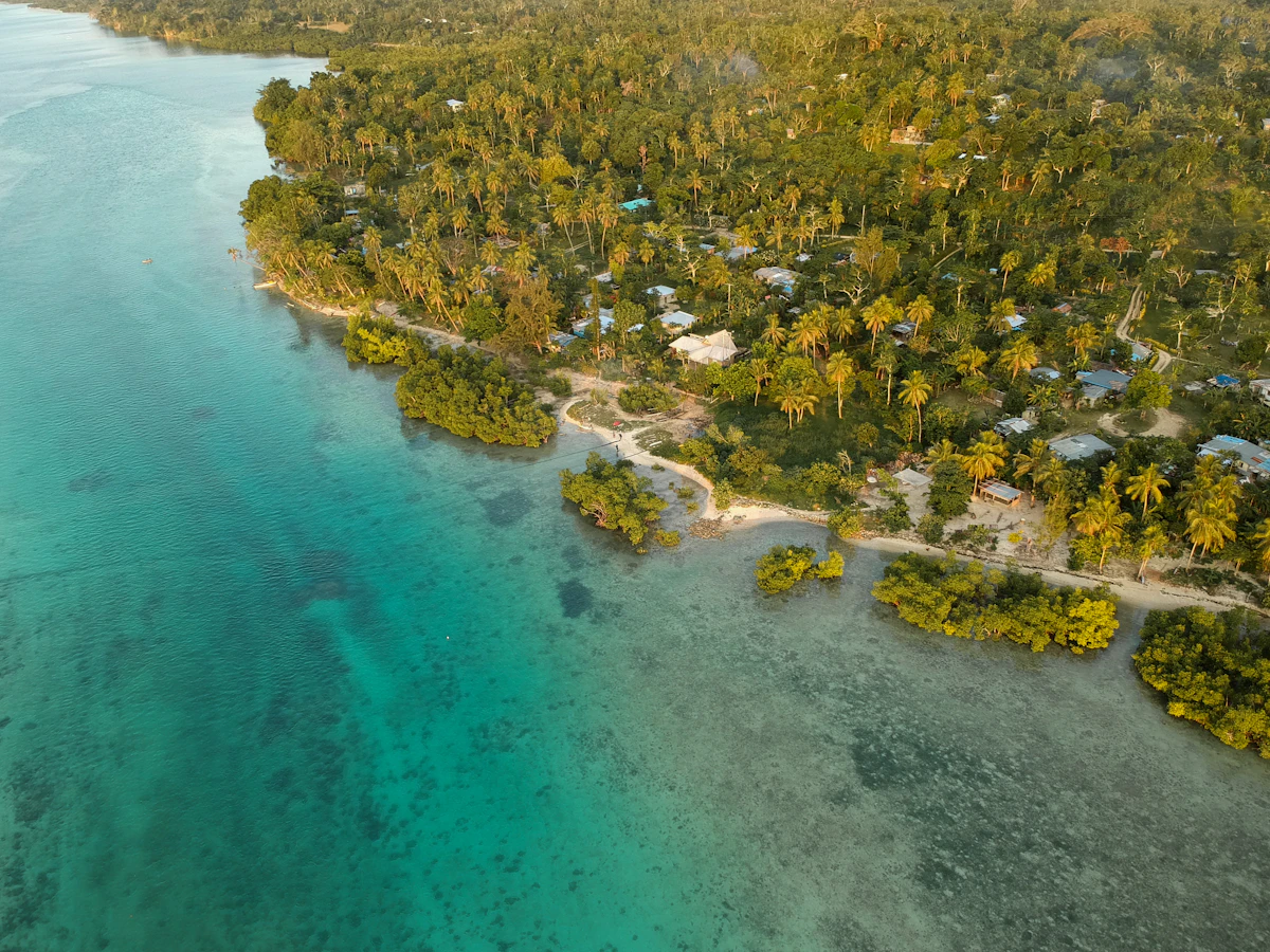 Aerial view of green trees and body of water during daytime